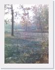 bosque quemado 3